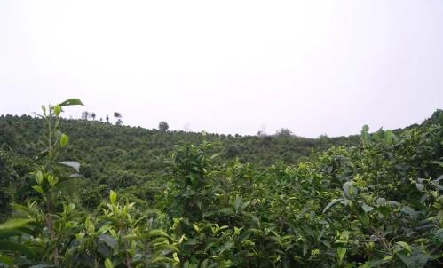 采茶正当时 茶叶片片香 记.勐拉地区叁道万哈乡生态茶园